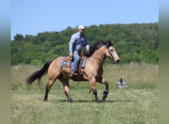 American Quarter Horse, Wallach, 8 Jahre, 163 cm, Buckskin