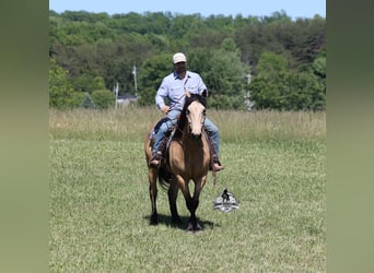 American Quarter Horse, Wallach, 8 Jahre, 163 cm, Buckskin