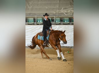 American Quarter Horse, Wallach, 8 Jahre, 163 cm, Fuchs