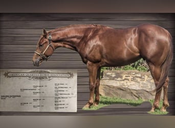 American Quarter Horse, Wallach, 8 Jahre, 163 cm, Fuchs