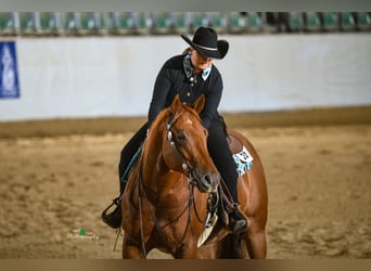 American Quarter Horse, Wallach, 8 Jahre, 163 cm, Fuchs