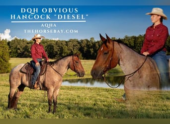 American Quarter Horse, Wallach, 8 Jahre, 163 cm, Roan-Bay