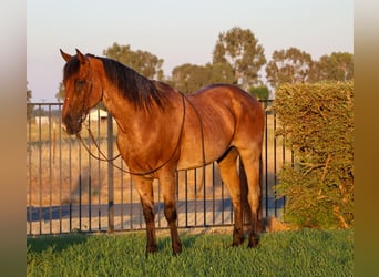 American Quarter Horse, Wallach, 8 Jahre, 163 cm, Roan-Bay