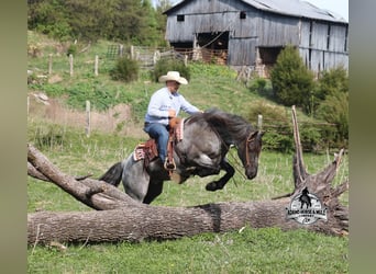 American Quarter Horse, Wallach, 8 Jahre, 163 cm, Roan-Blue