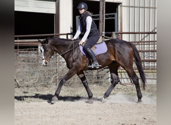 American Quarter Horse Mix, Wallach, 8 Jahre, 163 cm, Rotbrauner