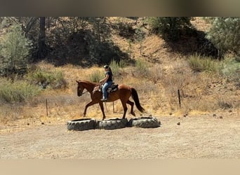 American Quarter Horse, Wallach, 8 Jahre, 163 cm, Rotfuchs