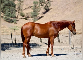 American Quarter Horse, Wallach, 8 Jahre, 163 cm, Rotfuchs