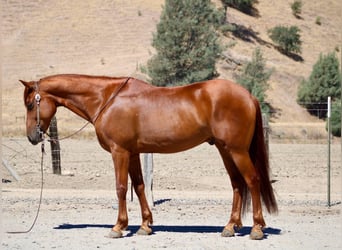 American Quarter Horse, Wallach, 8 Jahre, 163 cm, Rotfuchs