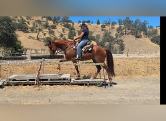 American Quarter Horse, Wallach, 8 Jahre, 163 cm, Rotfuchs