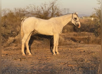 American Quarter Horse, Wallach, 8 Jahre, 163 cm, Schimmel