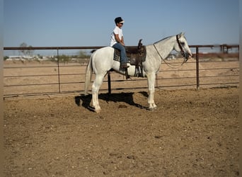 American Quarter Horse, Wallach, 8 Jahre, 163 cm, Schimmel