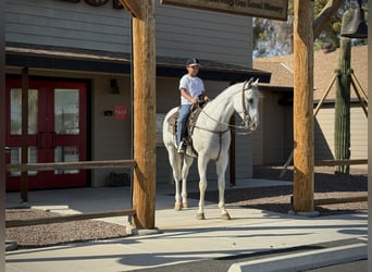 American Quarter Horse, Wallach, 8 Jahre, 163 cm, Schimmel