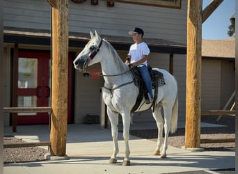 American Quarter Horse, Wallach, 8 Jahre, 163 cm, Schimmel