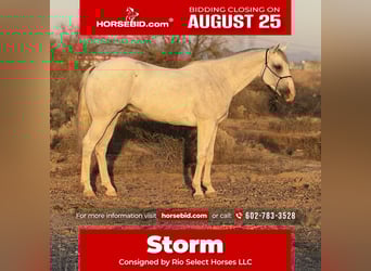 American Quarter Horse, Wallach, 8 Jahre, 163 cm, Schimmel