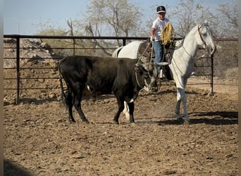 American Quarter Horse, Wallach, 8 Jahre, 163 cm, Schimmel