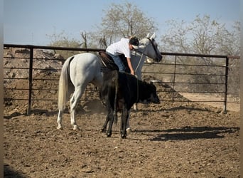 American Quarter Horse, Wallach, 8 Jahre, 163 cm, Schimmel