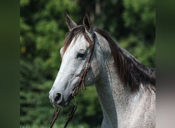 American Quarter Horse, Wallach, 8 Jahre, 163 cm, Schimmel