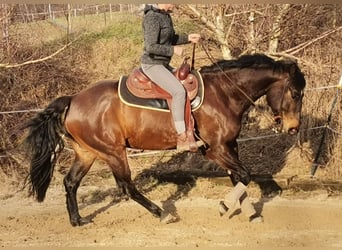 American Quarter Horse, Wallach, 8 Jahre, 163 cm