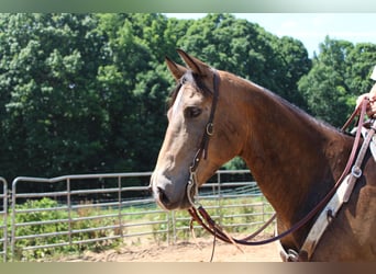 American Quarter Horse, Wallach, 8 Jahre, 165 cm, Buckskin