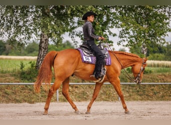 American Quarter Horse, Wallach, 8 Jahre, 165 cm, Fuchs