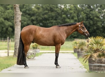 American Quarter Horse, Wallach, 8 Jahre, 167 cm, Brauner
