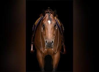 American Quarter Horse, Wallach, 8 Jahre, 167 cm, Brauner