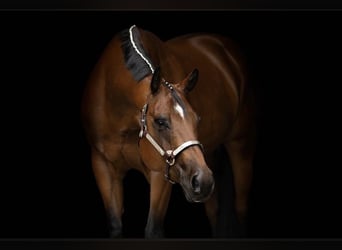 American Quarter Horse, Wallach, 8 Jahre, 167 cm, Brauner