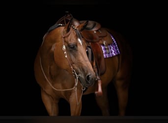 American Quarter Horse, Wallach, 8 Jahre, 167 cm, Brauner