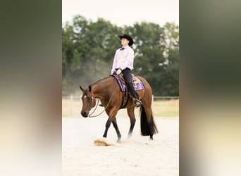 American Quarter Horse, Wallach, 8 Jahre, 167 cm, Brauner