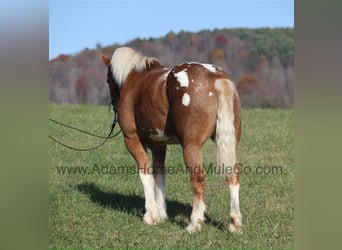American Quarter Horse, Wallach, 8 Jahre, 168 cm, Rotfuchs
