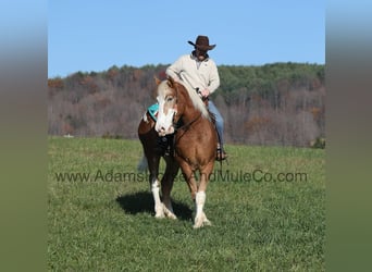 American Quarter Horse, Wallach, 8 Jahre, 168 cm, Rotfuchs