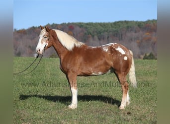 American Quarter Horse, Wallach, 8 Jahre, 168 cm, Rotfuchs