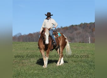 American Quarter Horse, Wallach, 8 Jahre, 168 cm, Rotfuchs