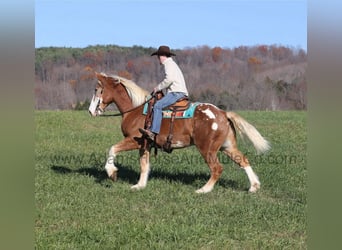 American Quarter Horse, Wallach, 8 Jahre, 168 cm, Rotfuchs