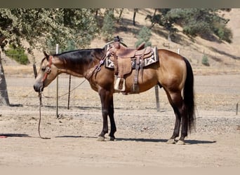 American Quarter Horse, Wallach, 8 Jahre, Buckskin