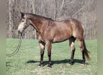American Quarter Horse, Wallach, 8 Jahre, Buckskin