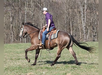 American Quarter Horse, Wallach, 8 Jahre, Buckskin