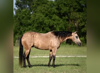 American Quarter Horse, Wallach, 8 Jahre, Buckskin