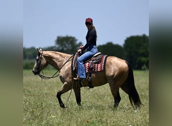 American Quarter Horse, Wallach, 8 Jahre, Buckskin