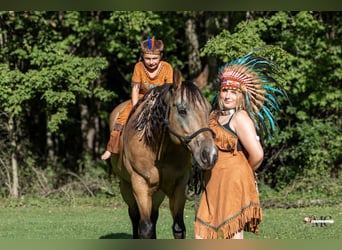 American Quarter Horse, Wallach, 8 Jahre, Buckskin