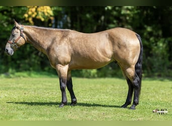 American Quarter Horse, Wallach, 8 Jahre, Buckskin