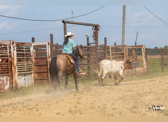American Quarter Horse, Wallach, 8 Jahre, Buckskin