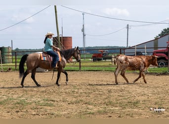 American Quarter Horse, Wallach, 8 Jahre, Buckskin