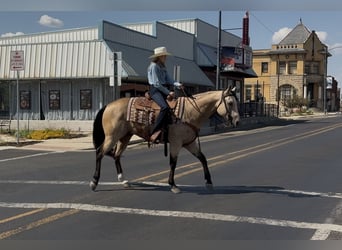 American Quarter Horse, Wallach, 8 Jahre, Buckskin