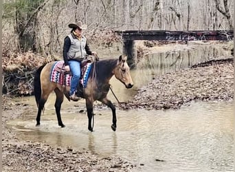 American Quarter Horse, Wallach, 8 Jahre, Buckskin
