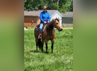 American Quarter Horse, Wallach, 8 Jahre, Buckskin