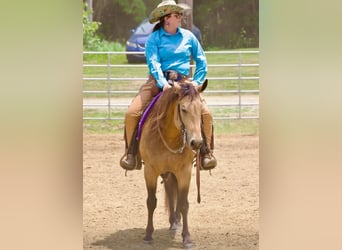 American Quarter Horse, Wallach, 8 Jahre, Buckskin