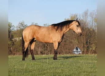 American Quarter Horse, Wallach, 8 Jahre, Buckskin