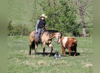 American Quarter Horse, Wallach, 8 Jahre, Buckskin