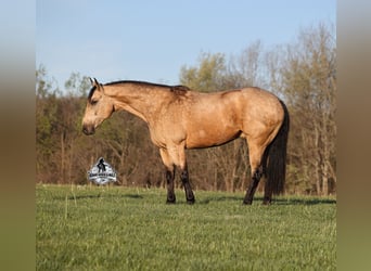 American Quarter Horse, Wallach, 8 Jahre, Buckskin
